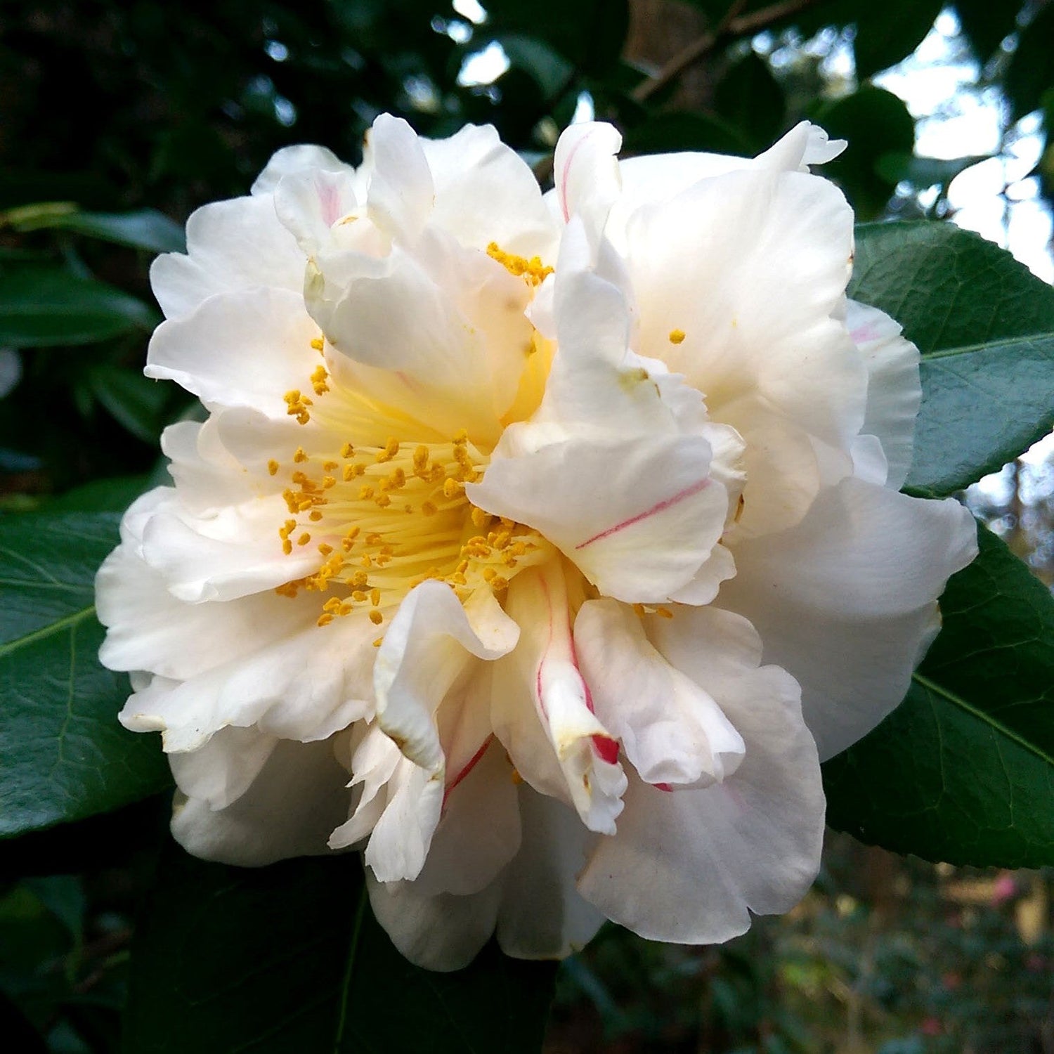 Camellia 'Scented Sun'