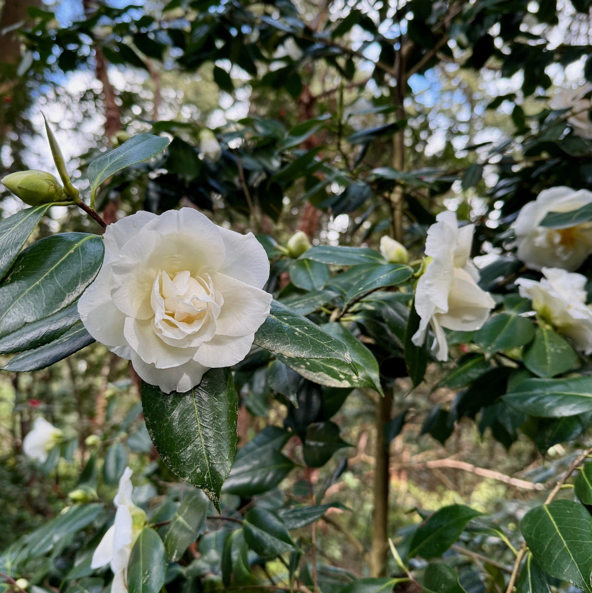 Camellia japonica 'Silver Triumph'