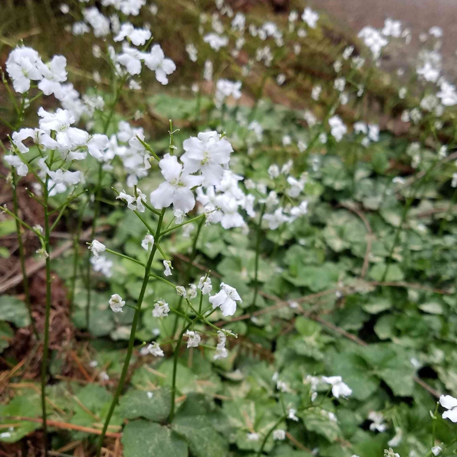 Cardamine trifolia