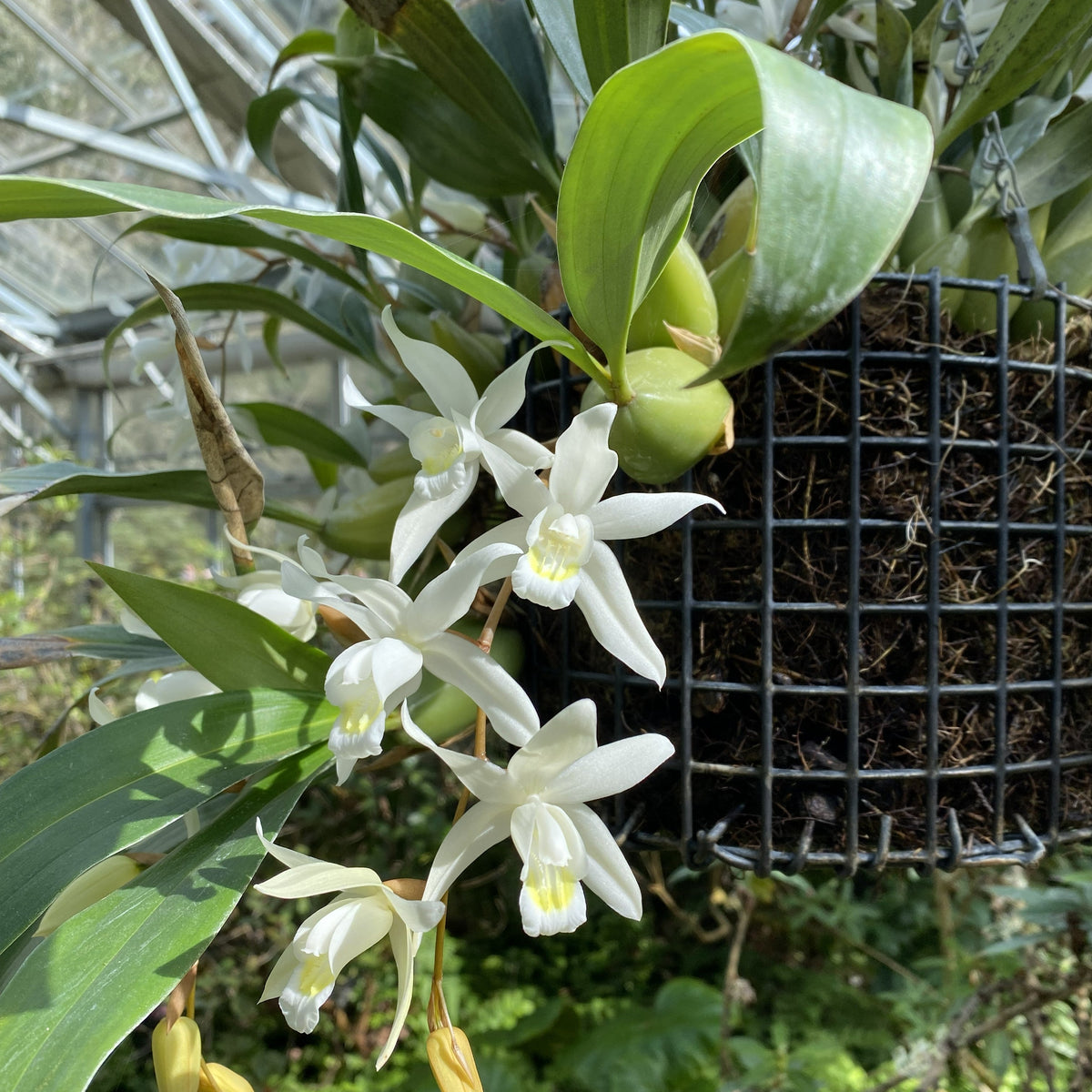 Coelogyne 'Unchained Melody Grex'
