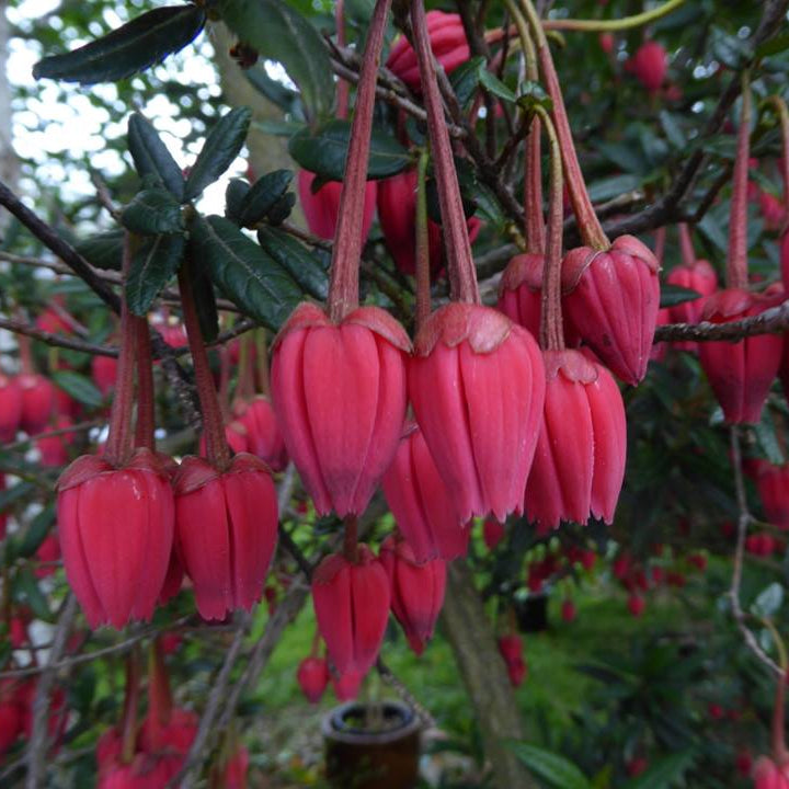 Crinodendron hoookerianum