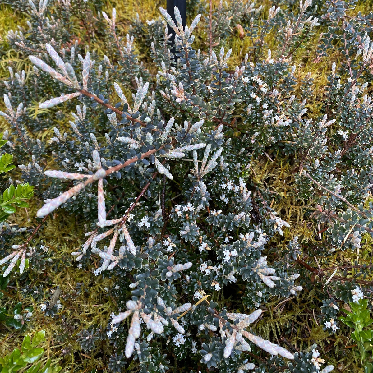 Cyathodes colensoi