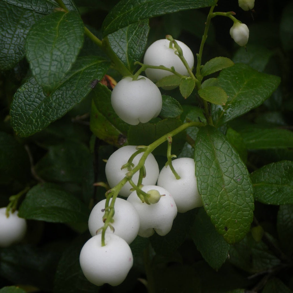 Gaultheria miqueliana