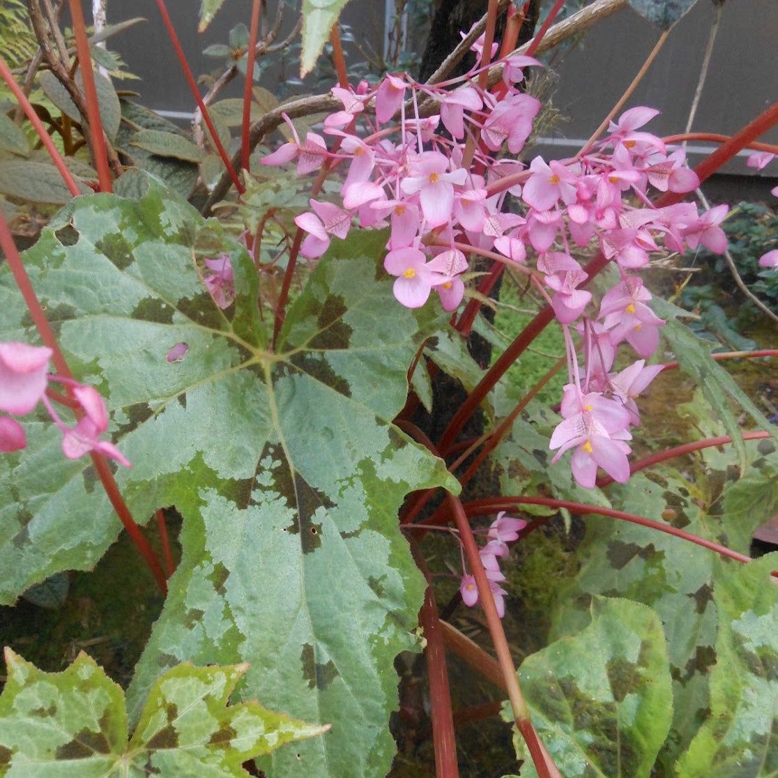 Begonia taliensis