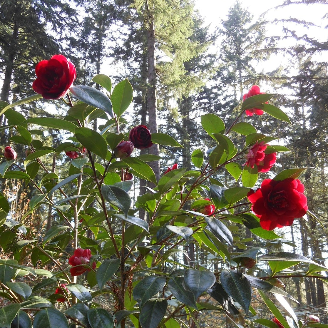 Camellia japonica 'Bob Hope'