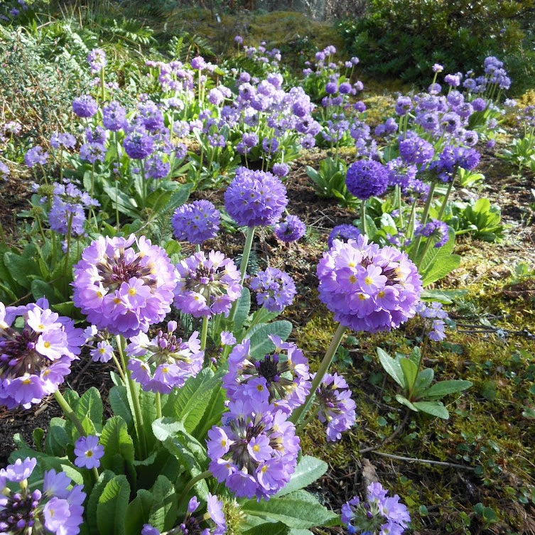 Primula denticulata