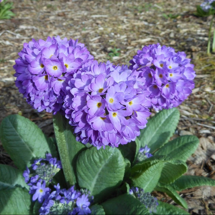 Primula denticulata