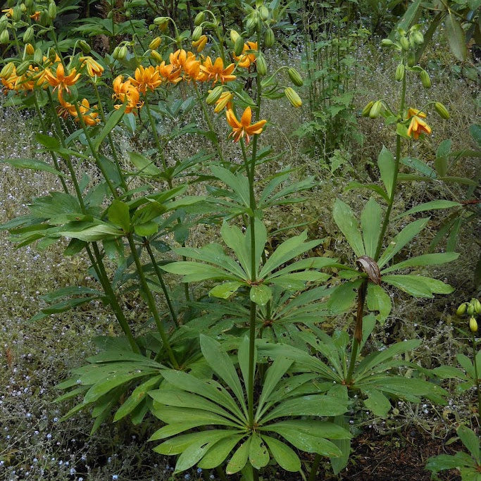 Lilium hansonii