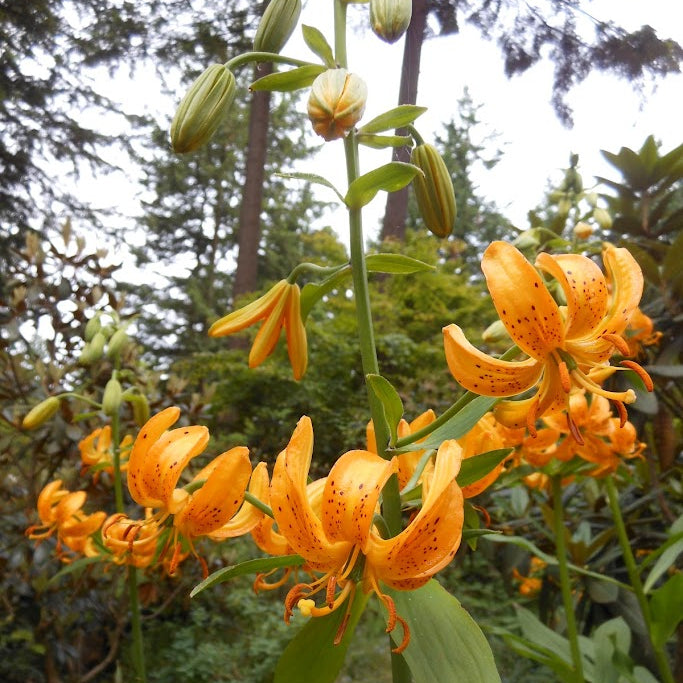 Lilium hansonii