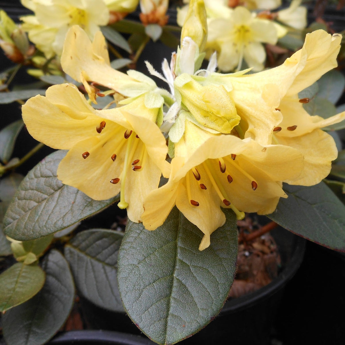 Rhododendron valentinioides affinity  DJHV