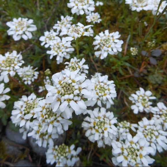 Iberis saxatilis