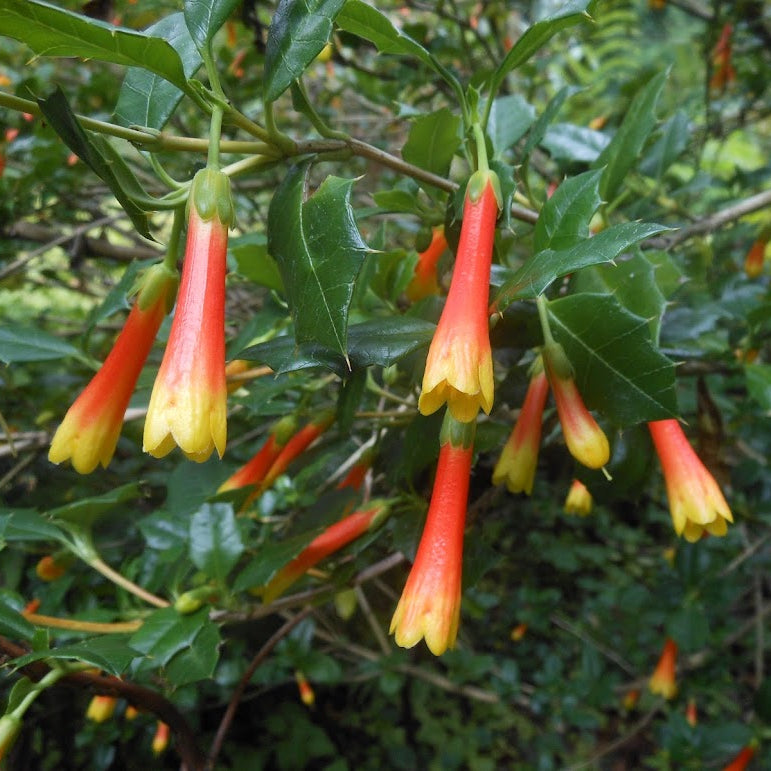 Desfontainia fulgens (syn. D. spinosa)  HCM