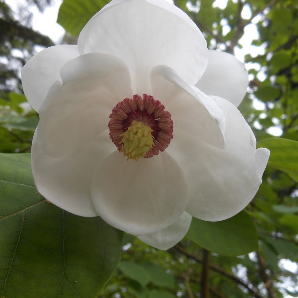 Magnolia sieboldii  (ex. DJH