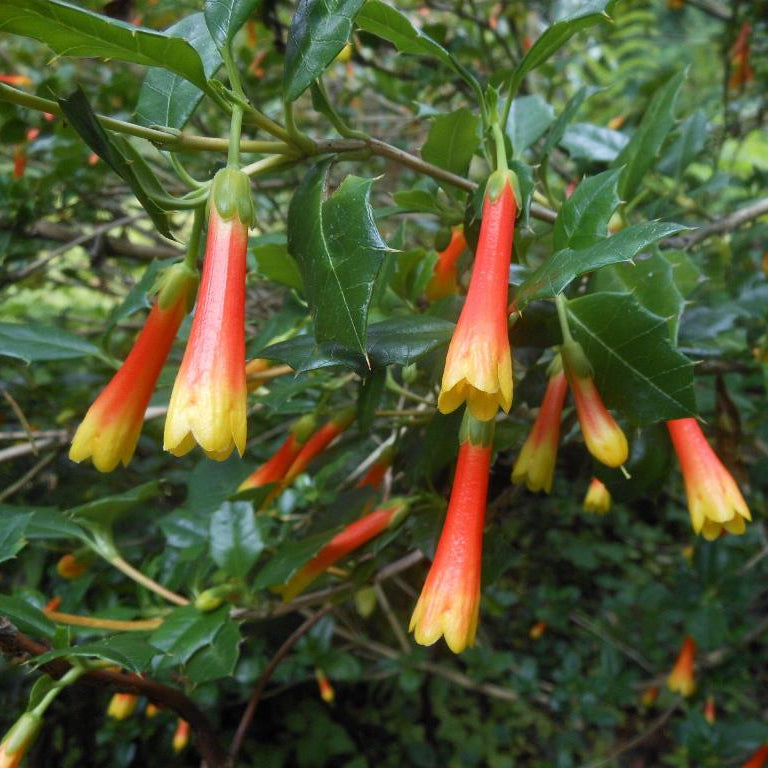 Desfontainia fulgens (syn. D. spinosa) 2001/5014