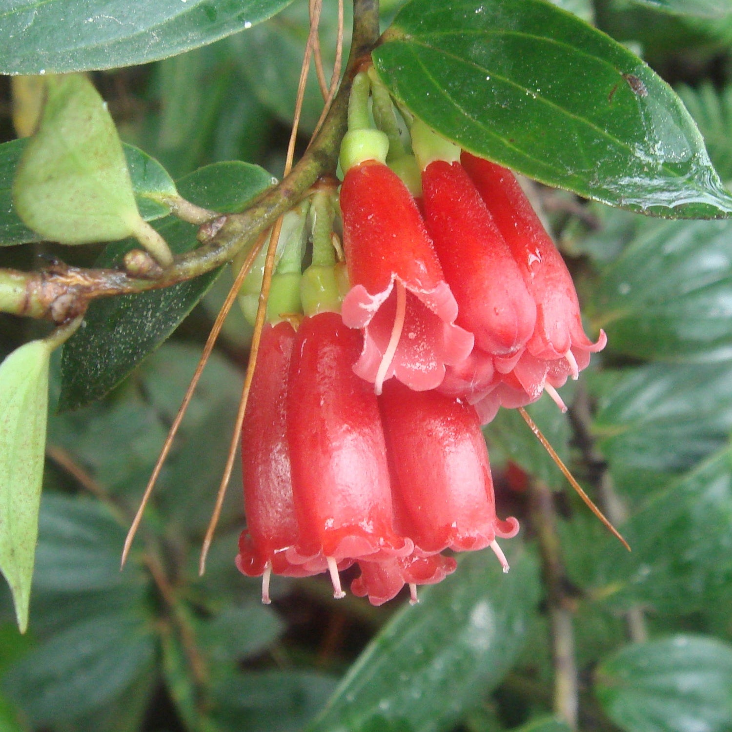 Dimorphanthera collinsii SEH