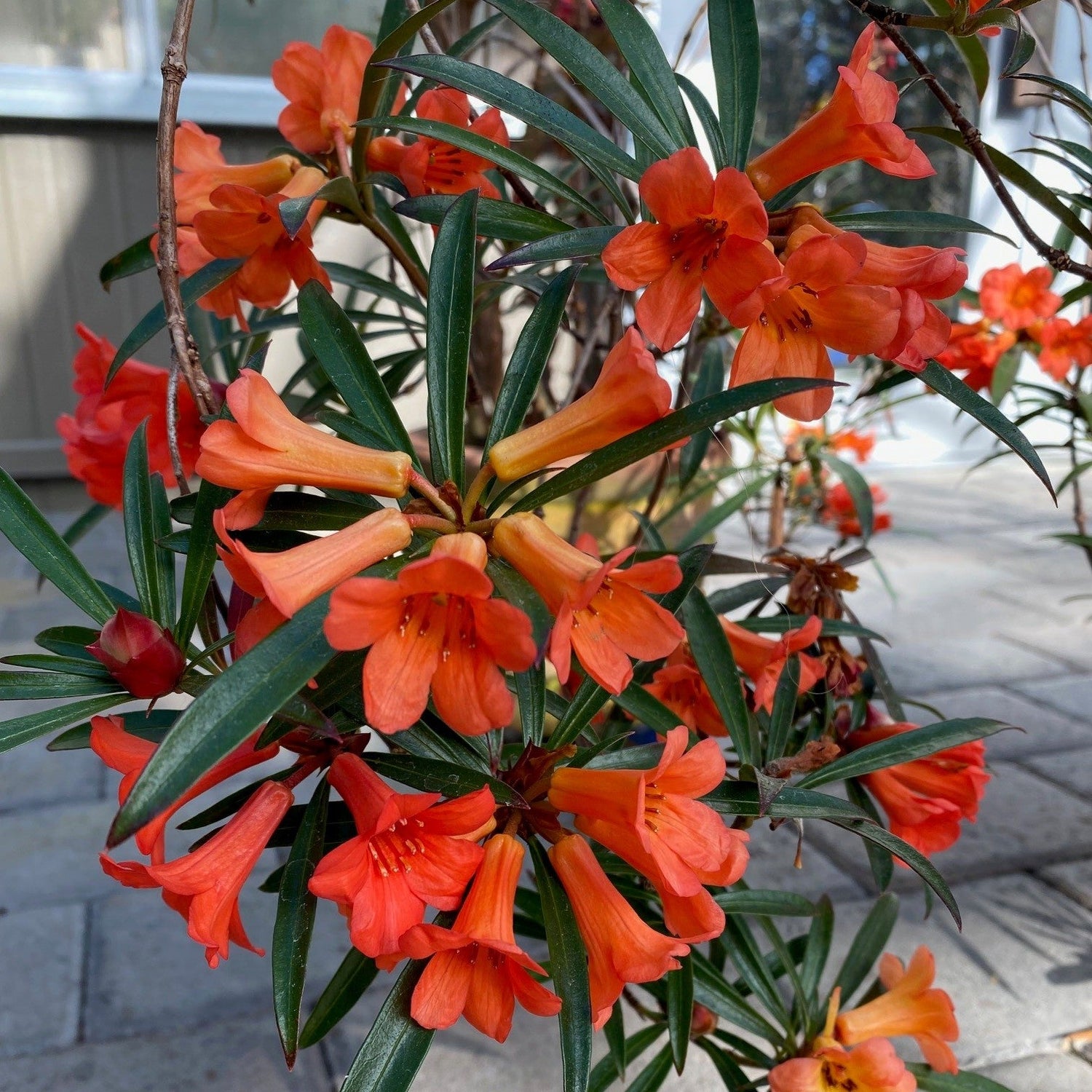 Rhododendron 'Doris Mossman'