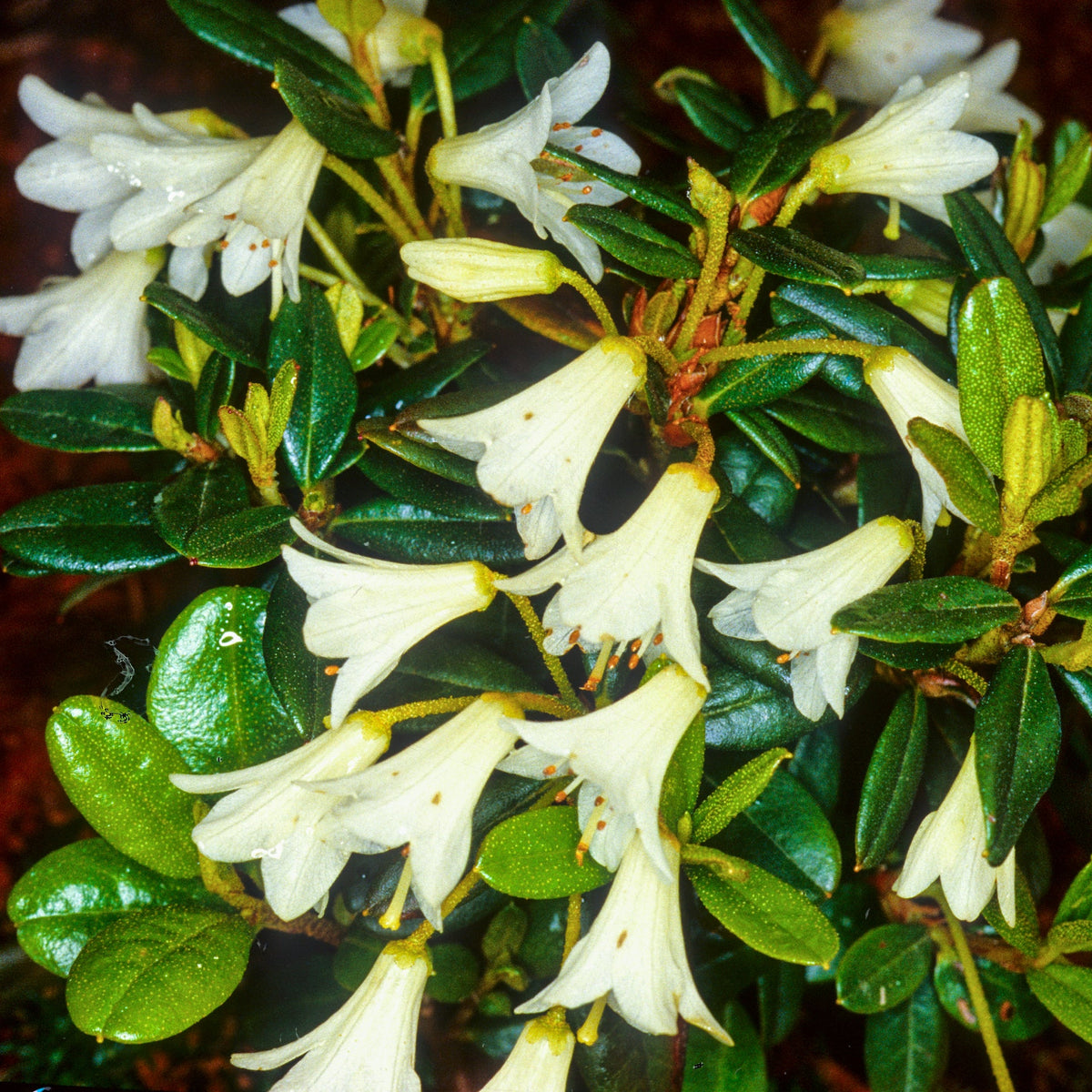 Rhododendron 'Egret'