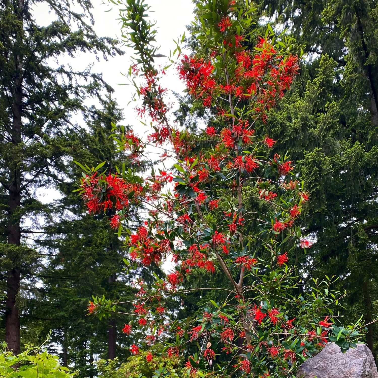 Embothrium coccineum