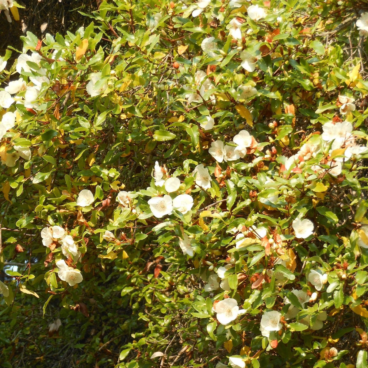 Eucryphia x nymansensis 'Nymansay'