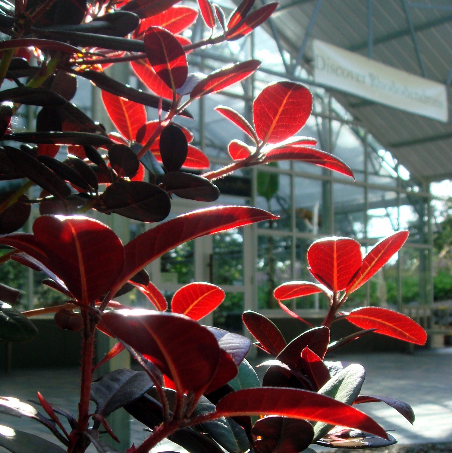 Rhododendron 'Ever Red'