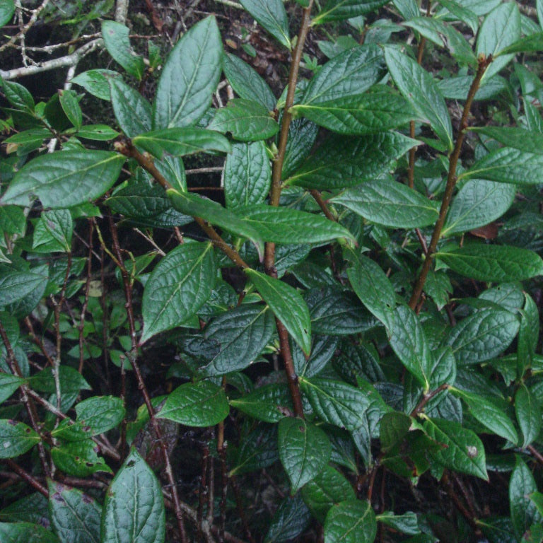 Gaultheria species nova (?) SEH