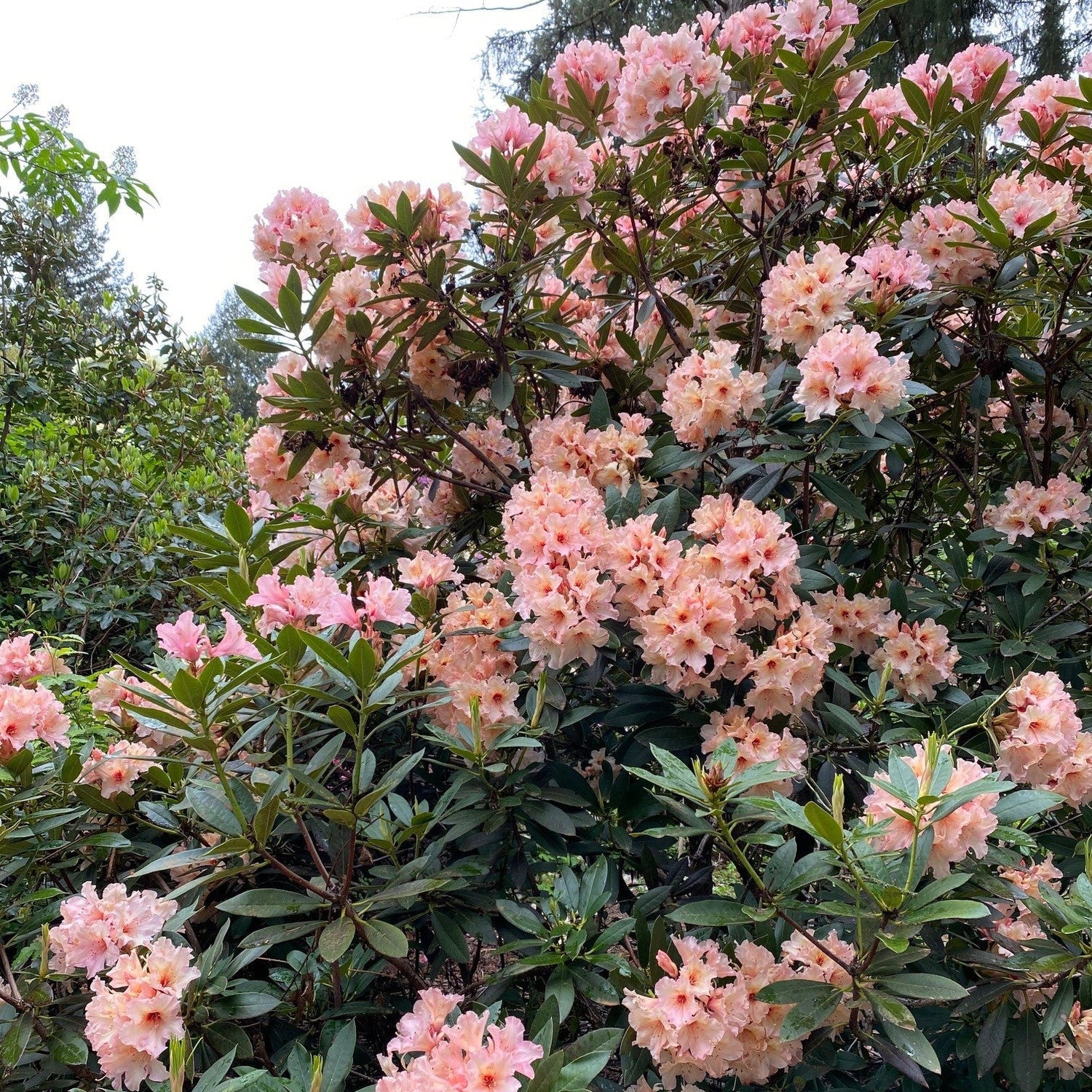 Rhododendron 'Glendoick Petticoats'