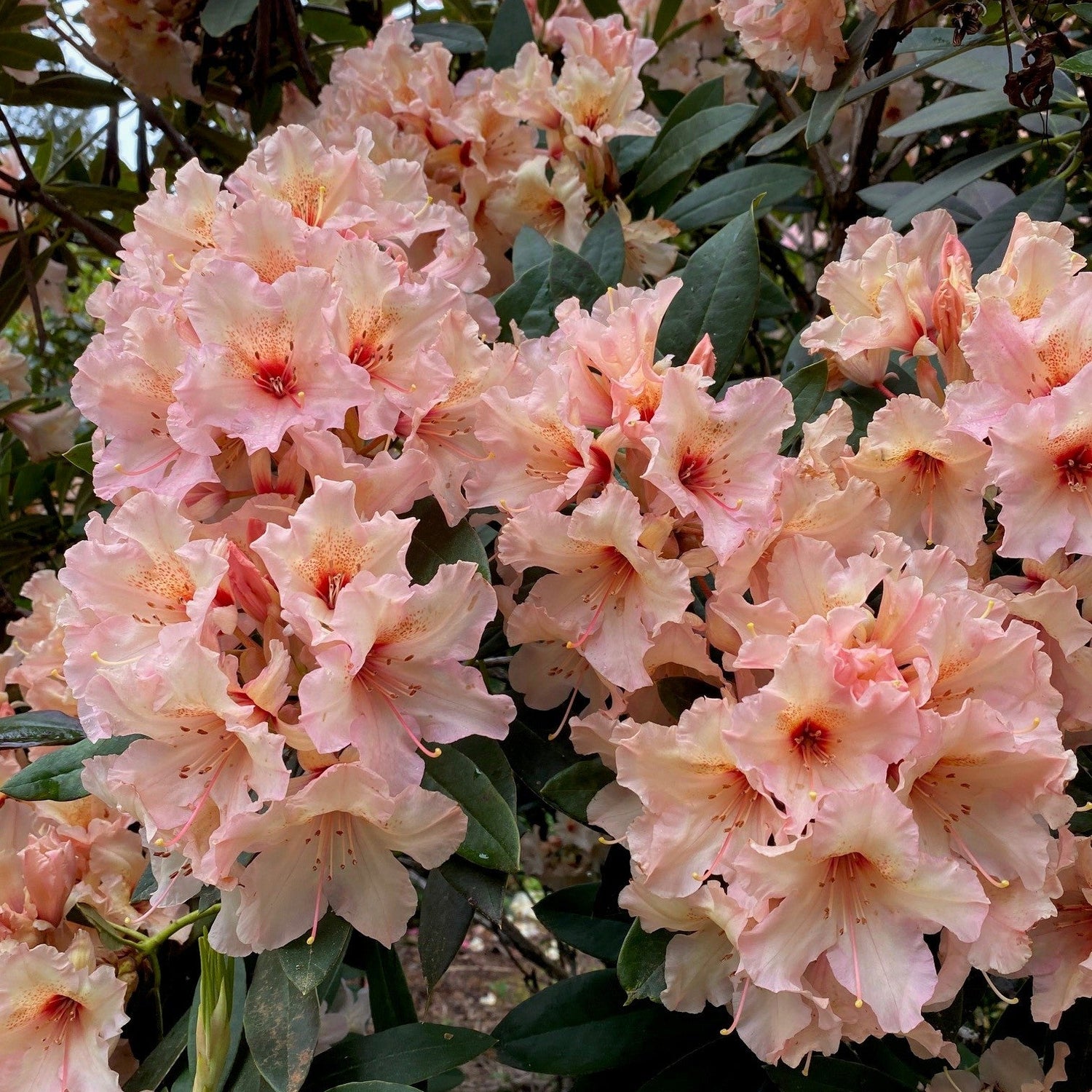 Rhododendron 'Glendoick Petticoats'