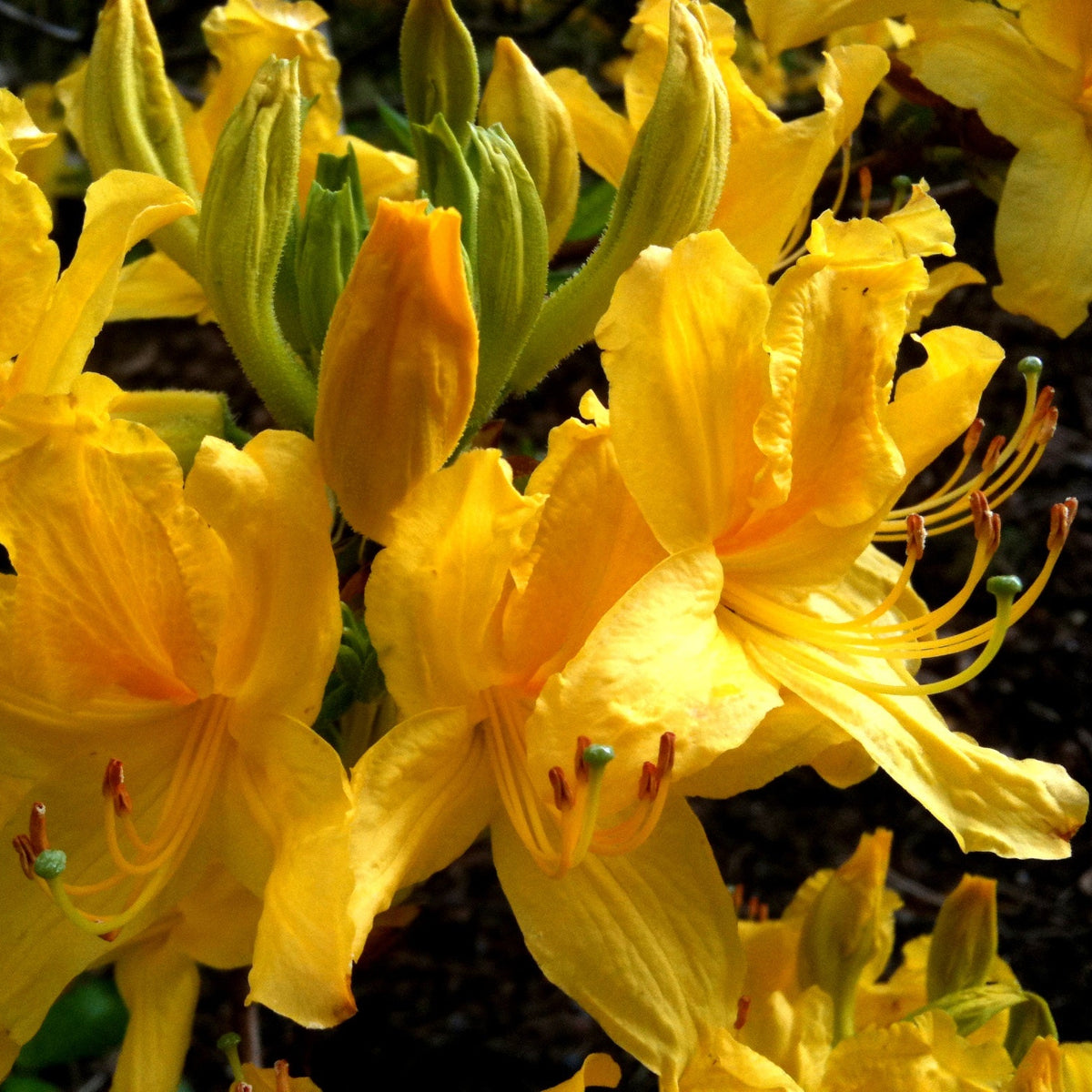 Rhododendron luteum 'Golden Comet'