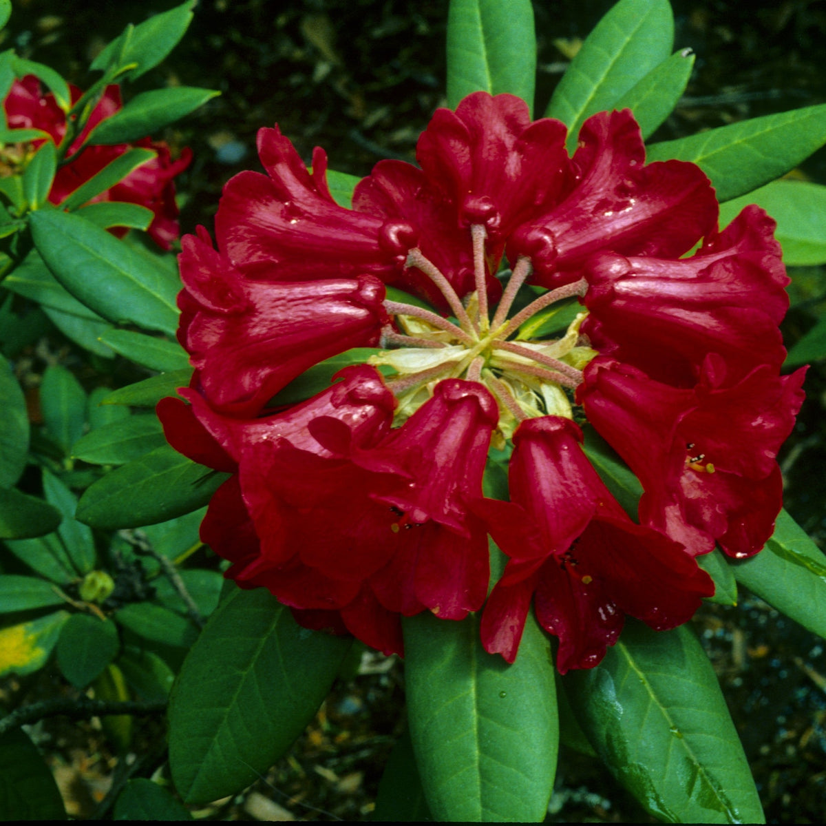 Rhododendron 'Grosclaude'