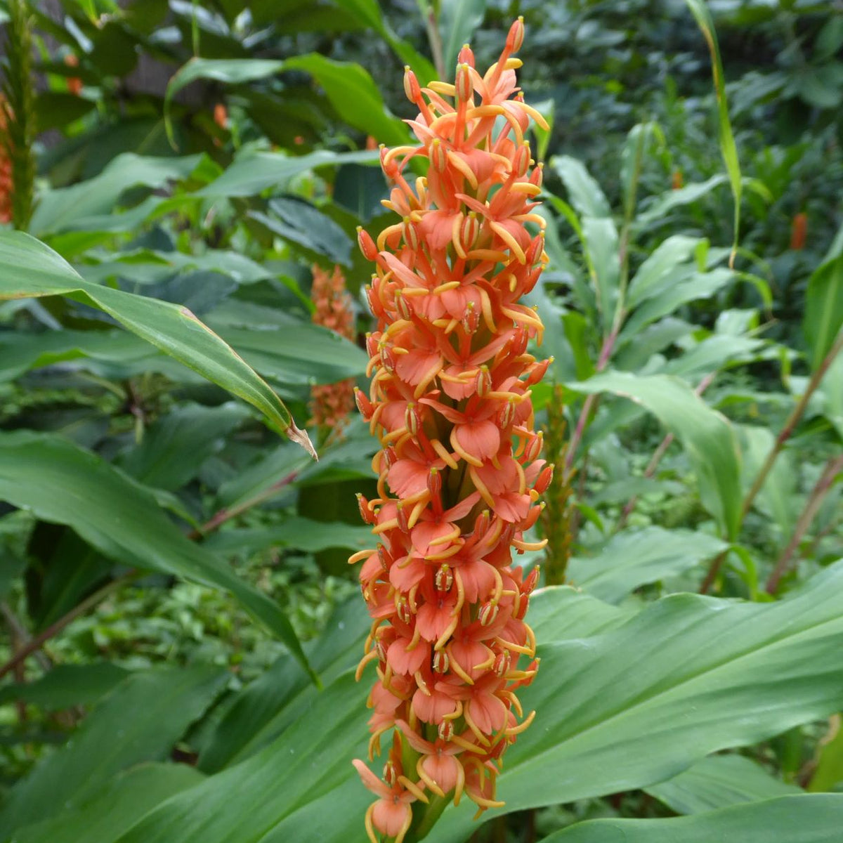 Hedychium densiflorum