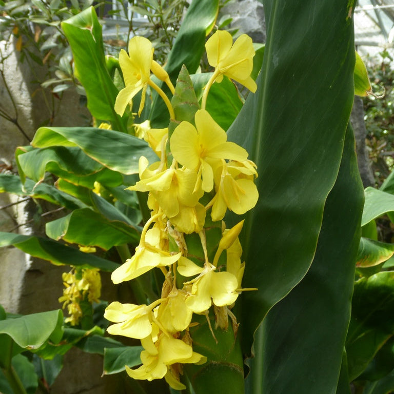 Hedychium wardii