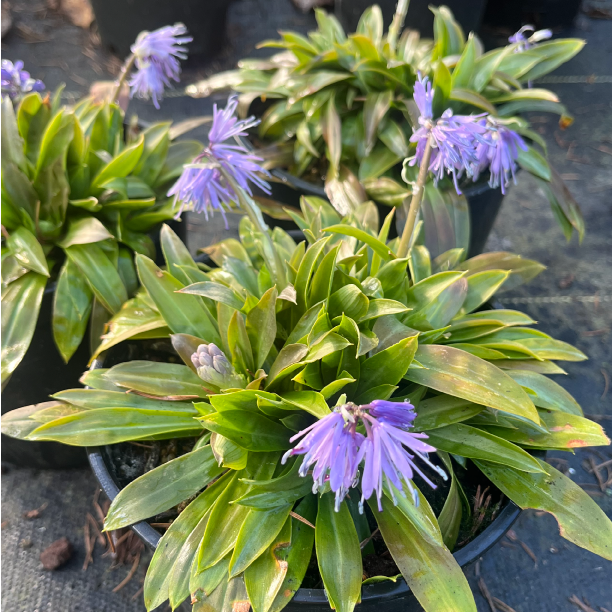 Heloniopsis tubiflora 'Temple Blue'