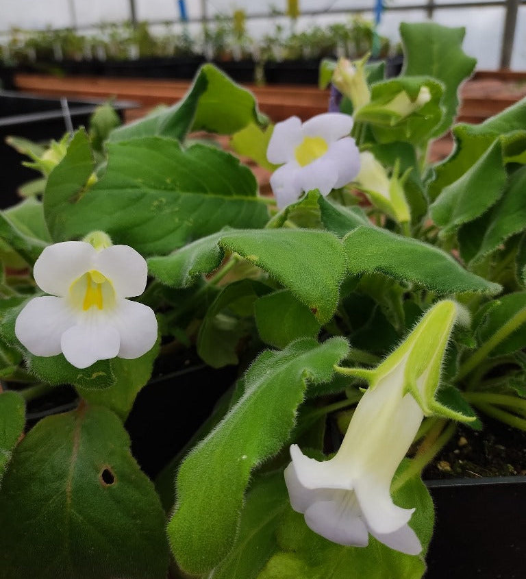 Henckelia ceratoscyphus