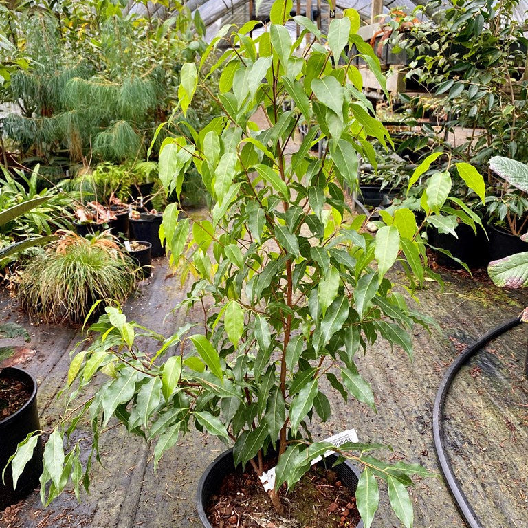 Huodendron tibeticum