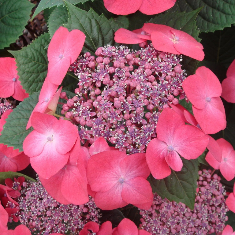 Hydrangea 'Kardinal'