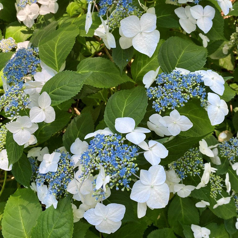 Hydrangea macrophylla 'Lanarth White'