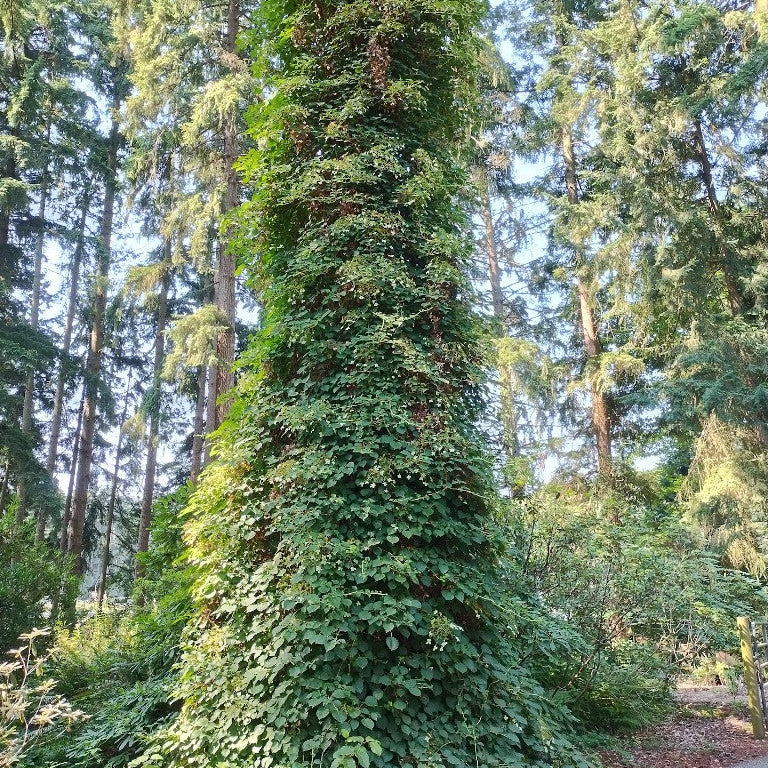 Hydrangea petiolaris