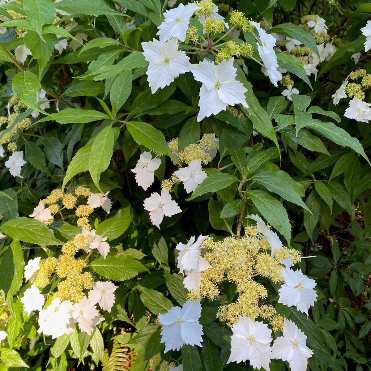 Hydrangea angustipetala 'Golden Crane'