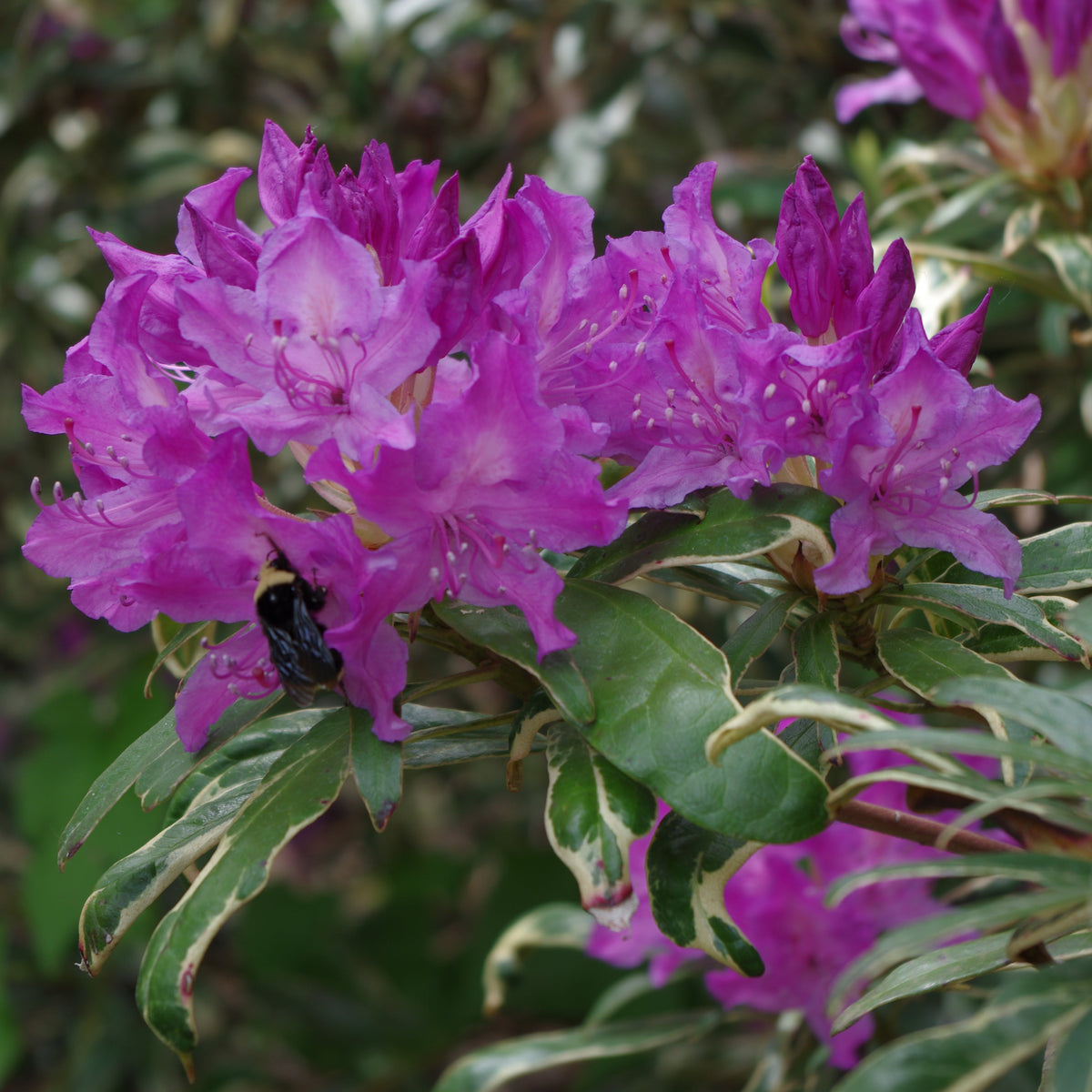 Rhododendron ponticum 'Variegatum'  1979/001