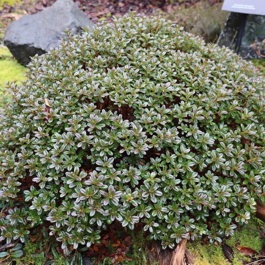 Rhododendron campylogynum (Myrtilloides Group)  RSBG