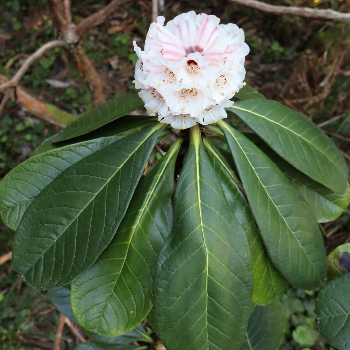 Rhododendron praestans  GR