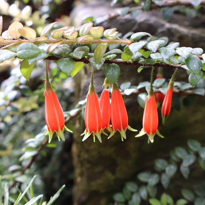 Agapetes lacei  SEH