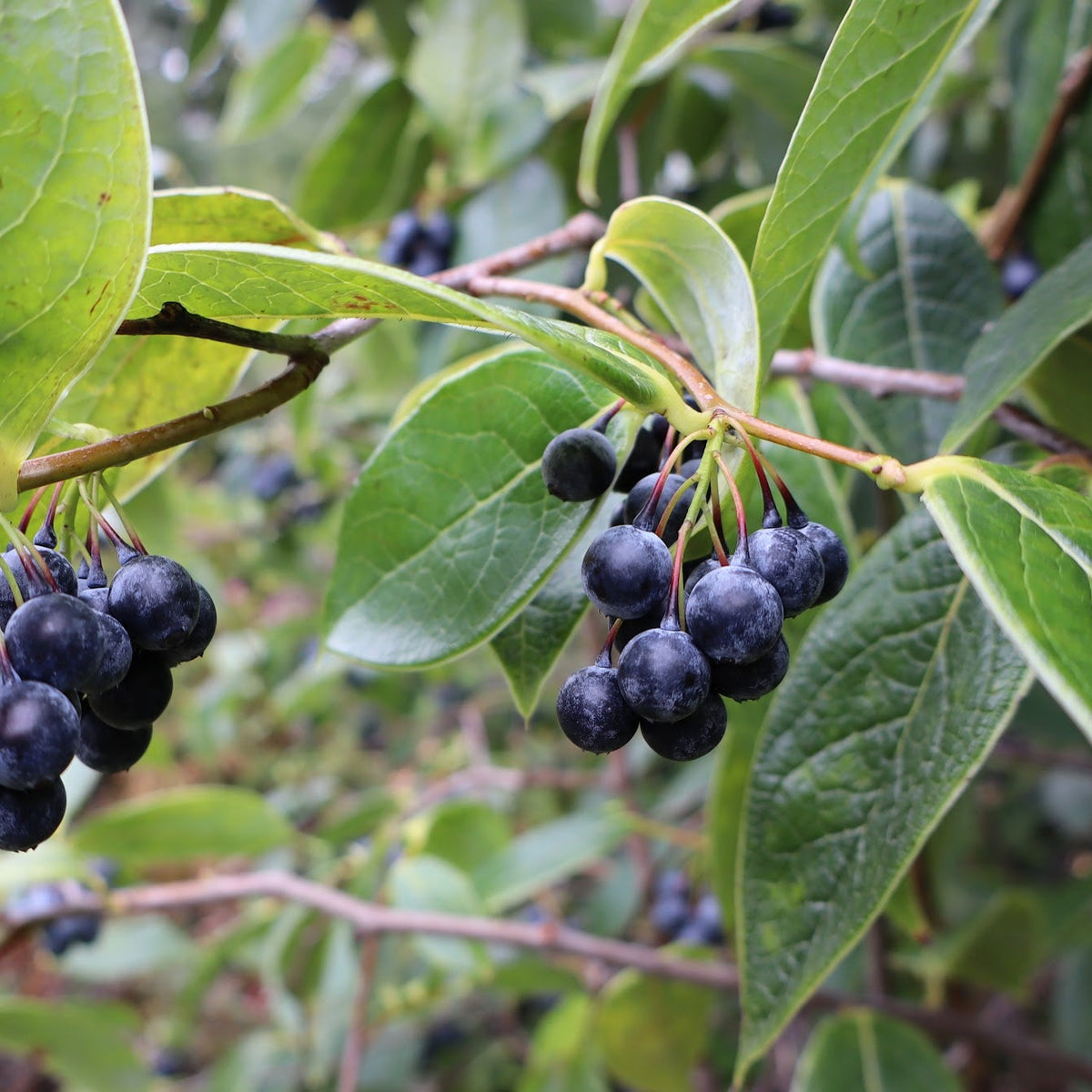 Vaccinium gaultheriifolium  (ex. DGEY