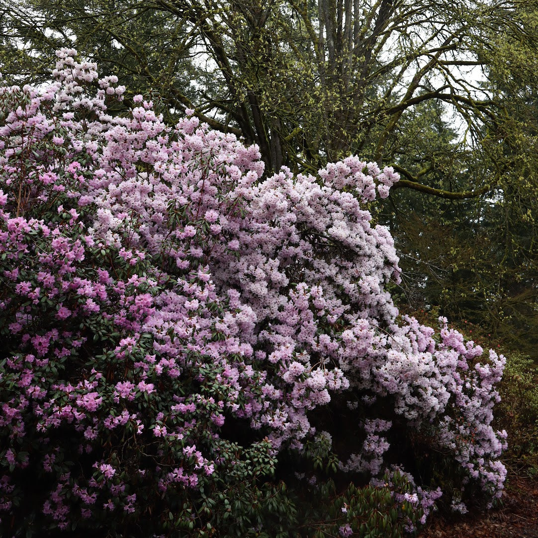 Rhododendron rubiginosum  DJHC