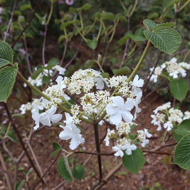 Viburnum furcatum  YK