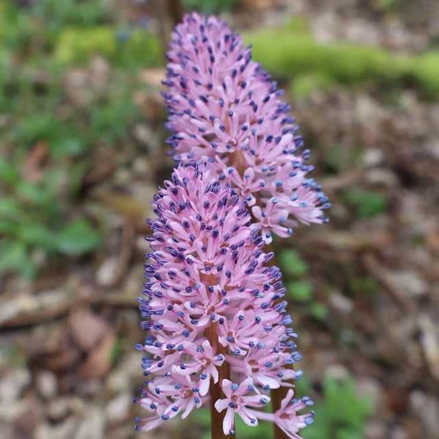 Helonias bullata