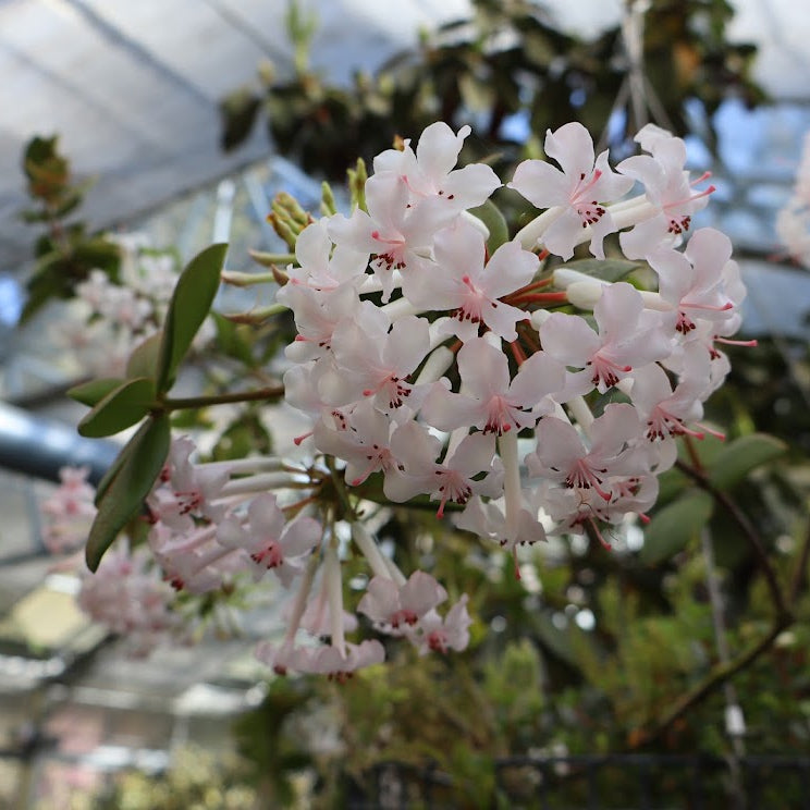 Rhododendron jasminiflorum  1978/102