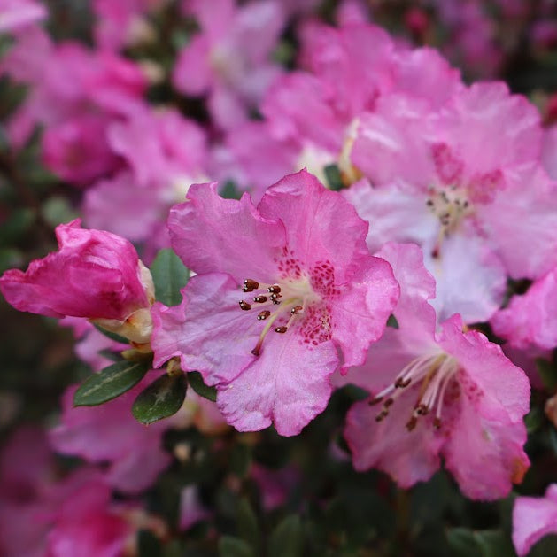 Rhododendron dendrocharis 1996/004 Cox