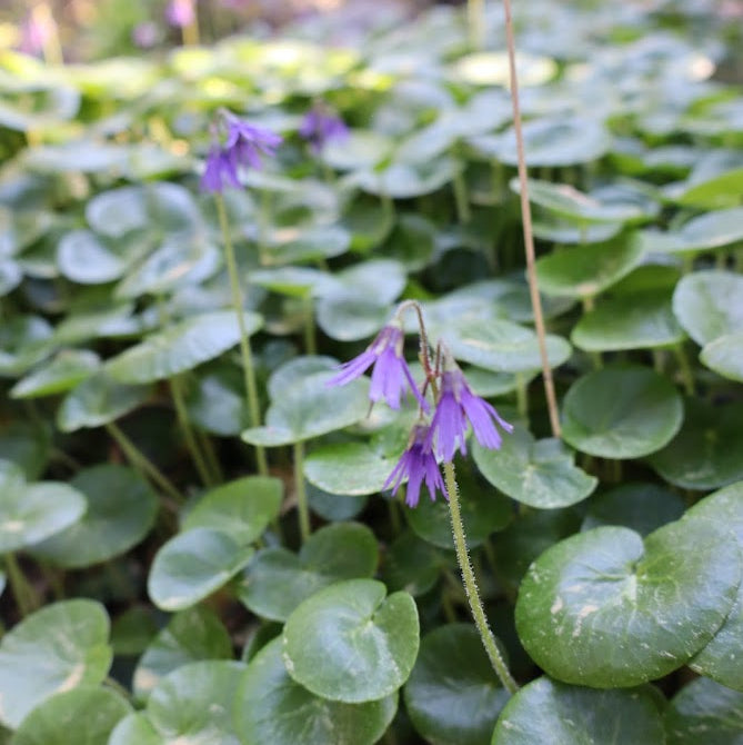 Soldanella villosa
