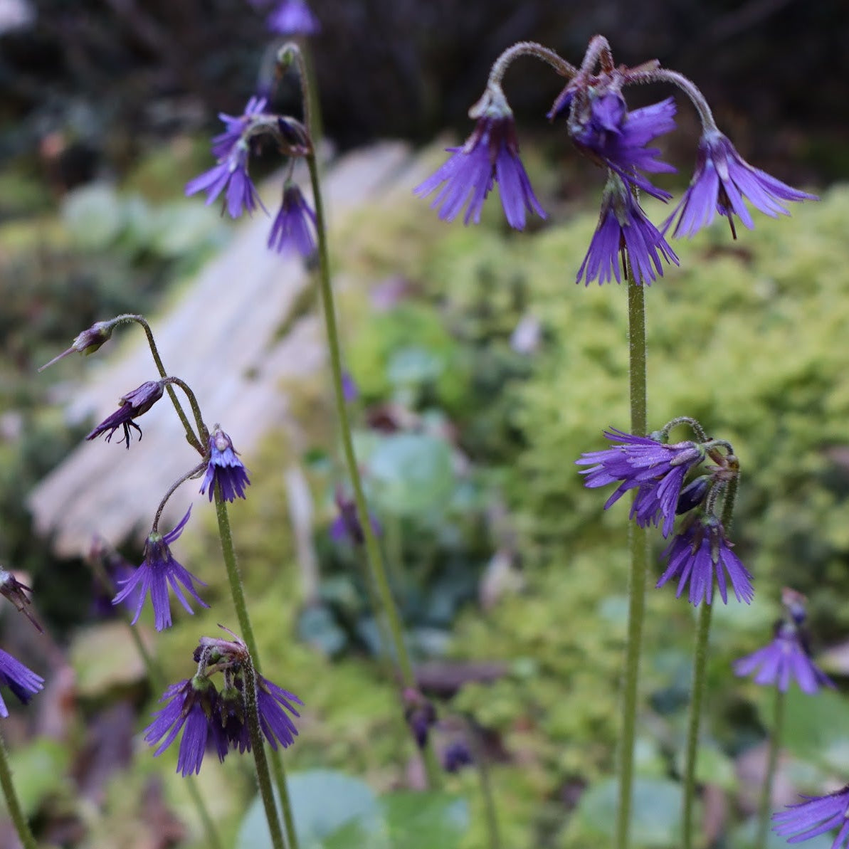 Soldanella hungarica